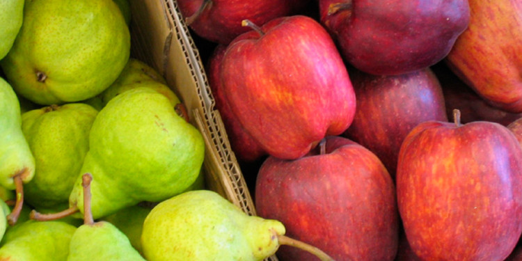 Federico Sacheri: “Cerca del 40% de productores de peras y manzanas abandonó la actividad”