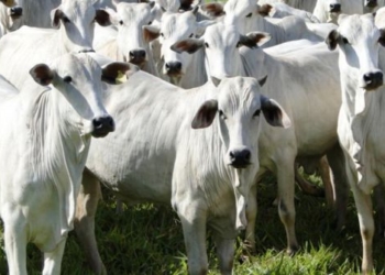 El novillo más caro de la región ya no es el argentino