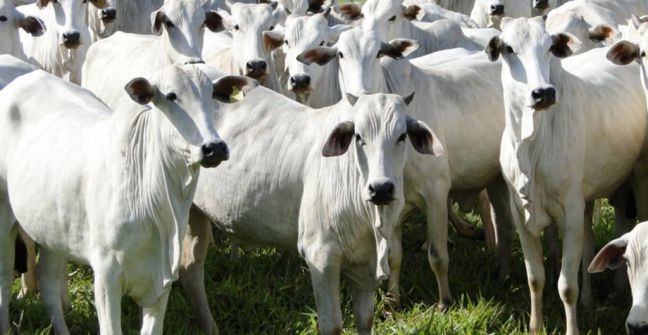 El novillo más caro de la región ya no es el argentino