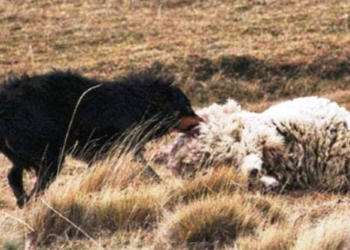 2018: El futuro llegó pero los perros salvajes siguen haciendo estragos