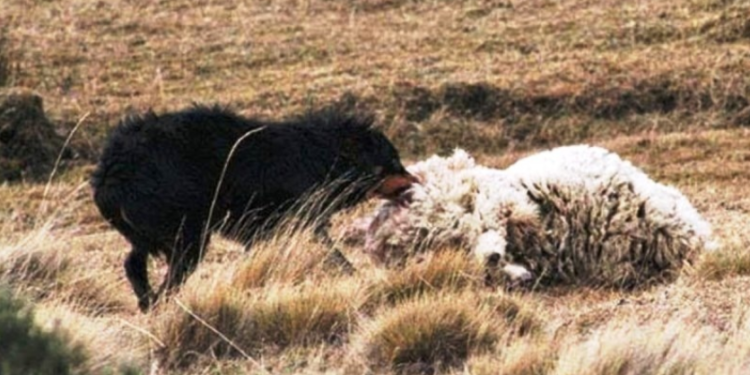 2018: El futuro llegó pero los perros salvajes siguen haciendo estragos