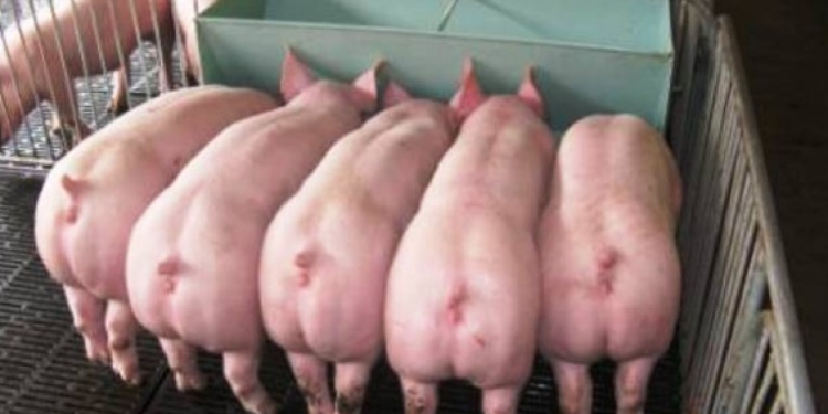 La buena rentabilidad apuntala el negocio de la carne porcina