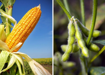 Una pregunta a Esteban Copati: ¿Por qué se achica el área de soja en la Argentina?