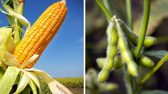 Una pregunta a Esteban Copati: ¿Por qué se achica el área de soja en la Argentina?