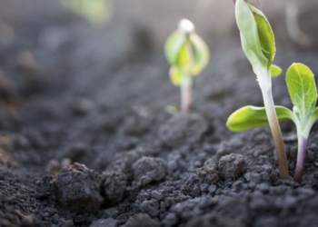 Guillermo Studdert: “Una ley de suelos que limite su uso y fomente prácticas conservacionistas”