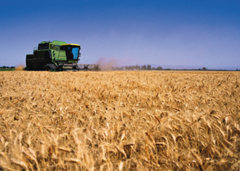 Agustín Bilbao: “En las mejores zonas del sudoeste el trigo rindió 6.000 kilos por hectárea”