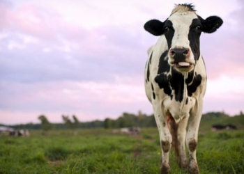Otra láctea en crisis busca nuevo socio o comprador