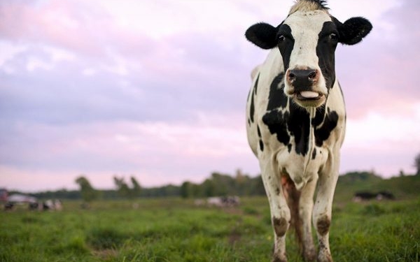 Otra láctea en crisis busca nuevo socio o comprador