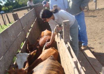 Mientras reduce su propia planta, Senasa obliga a los veterinarios privados a registrarse