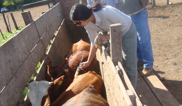 Mientras reduce su propia planta, Senasa obliga a los veterinarios privados a registrarse