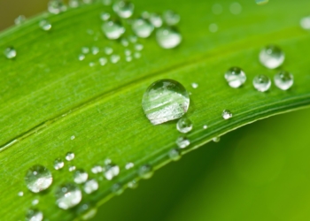 Una pregunta a los meteorólogos: ¿Cómo vienen las lluvias para la Gruesa?