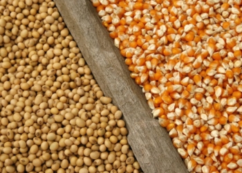 Cae la cosecha de soja y maíz y se reduce el ingreso de divisas y la recaudación por retenciones