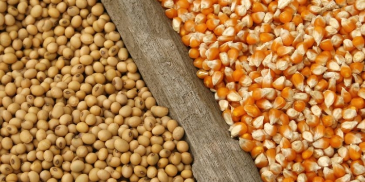 Cae la cosecha de soja y maíz y se reduce el ingreso de divisas y la recaudación por retenciones