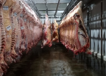 Indicadores ganaderos: En enero la oferta volvió a crecer, apretada por la sequía