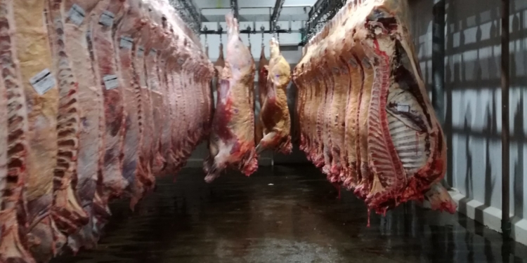 Indicadores ganaderos: En enero la oferta volvió a crecer, apretada por la sequía