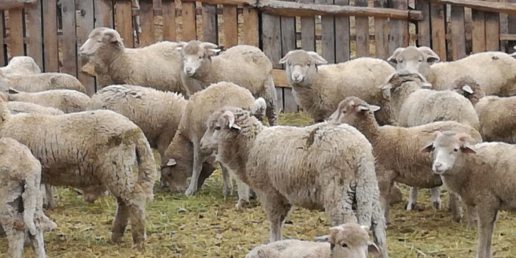 Después del volcán Puyehue, Río Negro recupera lentamente su stock de ovinos