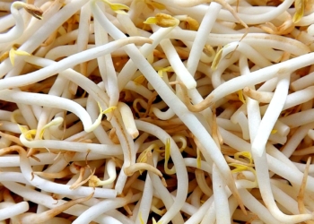 Agro.grafías: El poroto mungo, el verdadero brote de soja