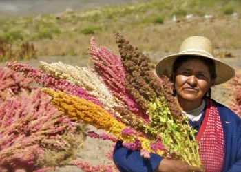 Sabores y Saberes: La quinua, el oro sagrado de los Andes
