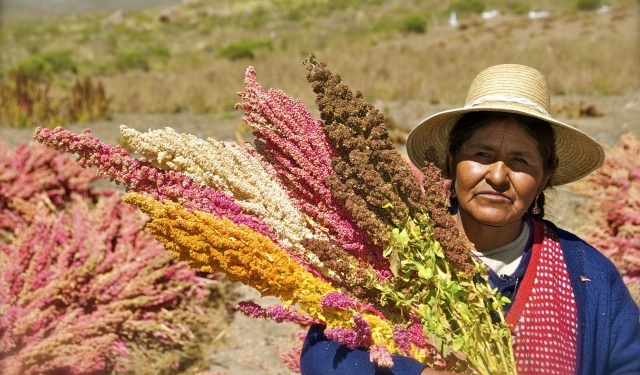 Sabores y Saberes: La quinua, el oro sagrado de los Andes