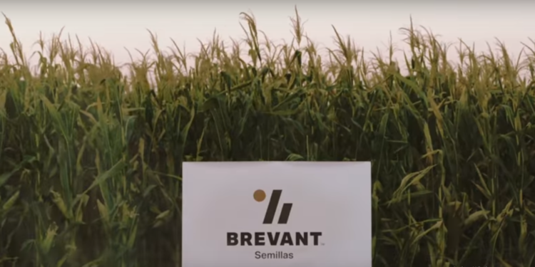 Tras la fusión con Dupont, las semillas de Dow ahora se llaman “Brevant”
