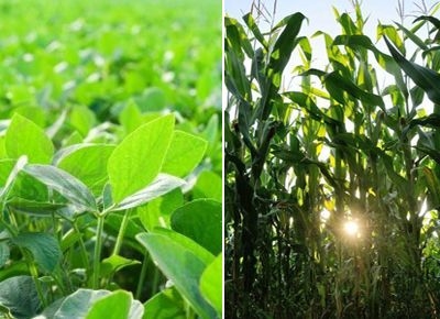 Por la seca, vuelven a reducir estimación de cosecha de soja y maíz