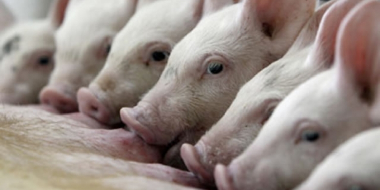 Marcelo Arzú: “Si el pequeño productor porcino no se asocia, desaparece”