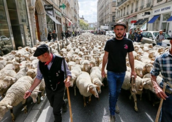 D’Artagnan versus Carrefour: “A partir de ahora serán los productores los que fijen el precio”