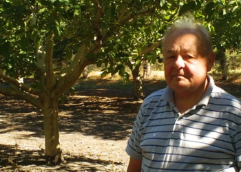 Postales de Río Negro: “El patriarca de los avellanos”