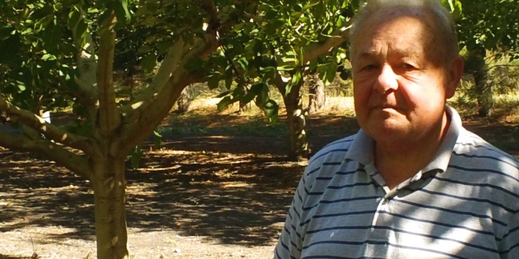 Postales de Río Negro: “El patriarca de los avellanos”