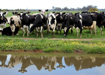 Lechería: los productores se reunirán con Macri con una agenda poco clara y pocas expectativas