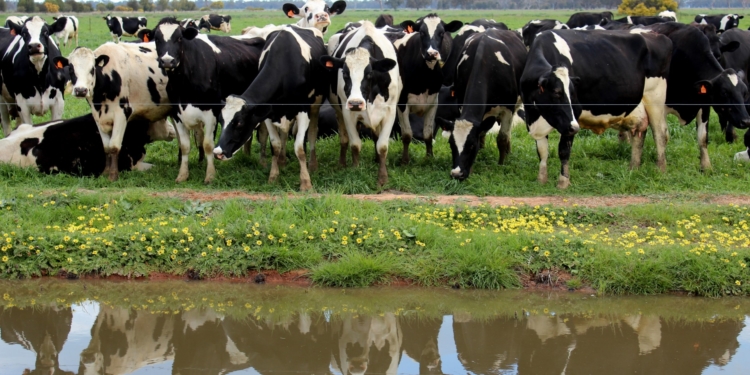 Lechería: los productores se reunirán con Macri con una agenda poco clara y pocas expectativas