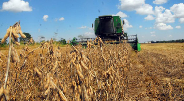 Recalculando: la Bolsa de Cereales ya redujo su estimación de soja a 51 millones de toneladas