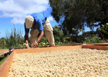 Como no se solucionó casi nada en un año, la agricultura familiar ahora tendrá su decenio