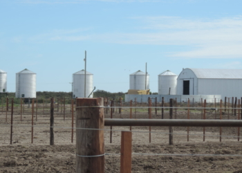 Postales de Río Negro: “El primer feedlot socialista de la Argentina”