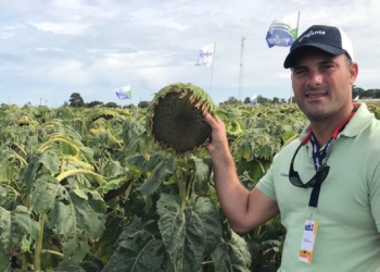 Francisco Ciucci: “Con la soja con retenciones, el productor mira con cariño al girasol”