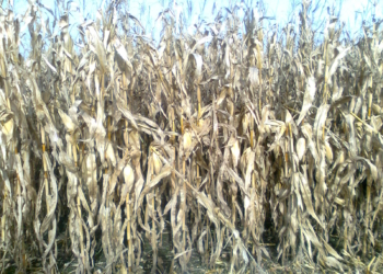 Los maíces tempranos le prenden una vela a la Santa Napa salvadora