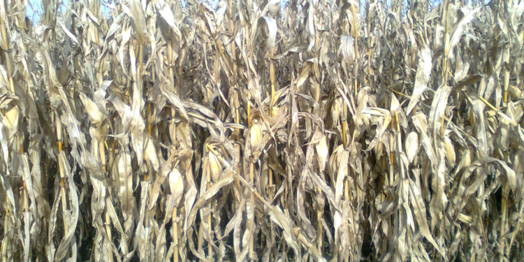 Los maíces tempranos le prenden una vela a la Santa Napa salvadora