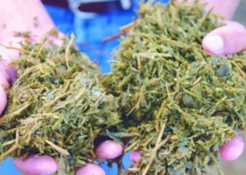 El INTA aconseja ensilar la soja irrecuperable por la sequía para sacarle algún beneficio