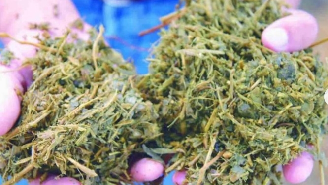 El INTA aconseja ensilar la soja irrecuperable por la sequía para sacarle algún beneficio