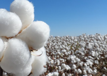 La campaña algodonera: mejor de lo que era, peor de lo que pudo haber sido