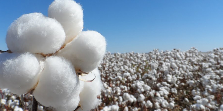 La campaña algodonera: mejor de lo que era, peor de lo que pudo haber sido