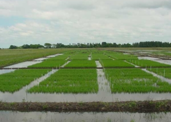 Sí, se puede: baja un 30% el costo de la electricidad para los arroceros de Entre Ríos