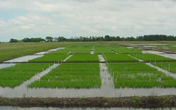 Sí, se puede: baja un 30% el costo de la electricidad para los arroceros de Entre Ríos