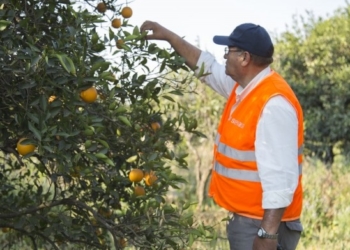El HLB ya está rondando los naranjos del norte de Entre Ríos