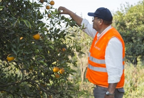 El HLB ya está rondando los naranjos del norte de Entre Ríos