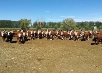 Por primera vez en la era Macri la faena de hembras superó el 45%