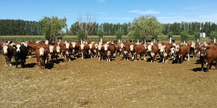 Por primera vez en la era Macri la faena de hembras superó el 45%