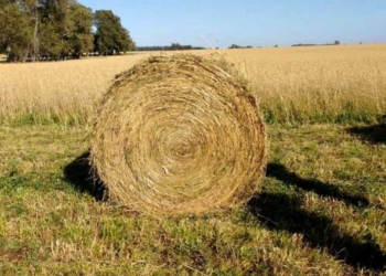 Todo un rollo: los precios de la leche se atrasan mucho frente a los costos