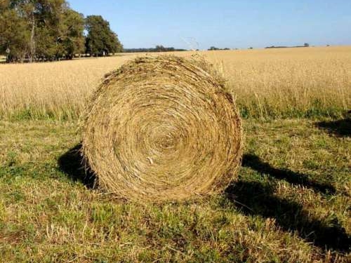 Todo un rollo: los precios de la leche se atrasan mucho frente a los costos