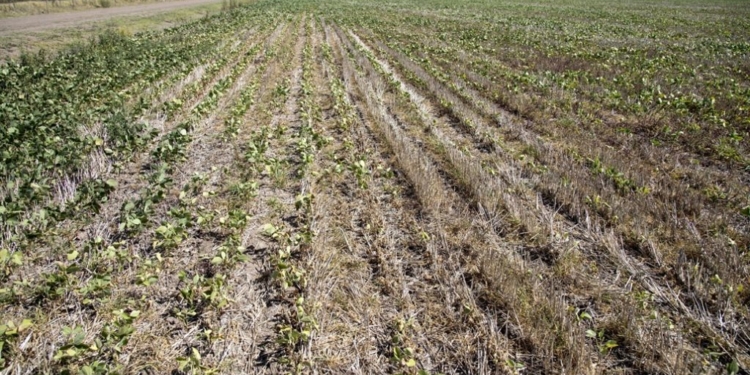 La cosecha de soja cae en picada: Ojalá tengan razón los gringos